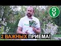 Такая ПОСАДКА КАПУСТЫ спасет урожай от болезней и вредителей!