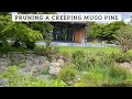 Creeping Mugo Pine