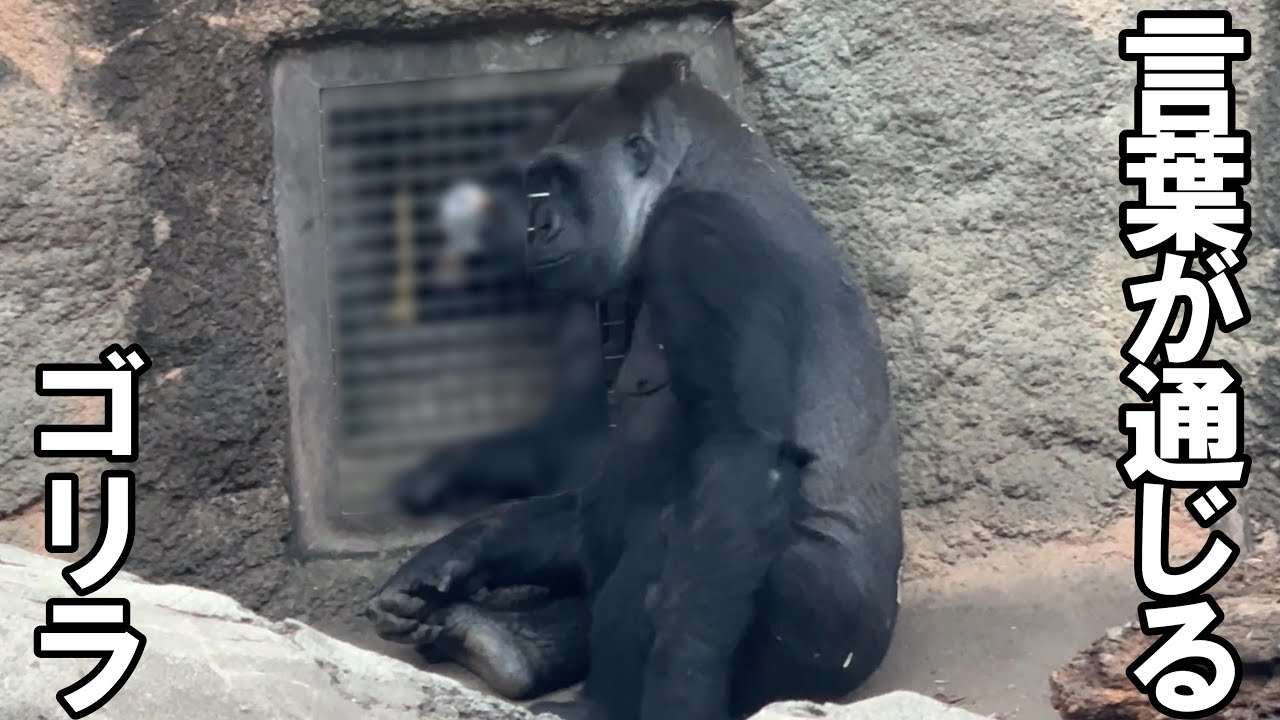 飼育員さんに言われて枝を持ってくるコモモちゃんが凄い【‎2025年12月2