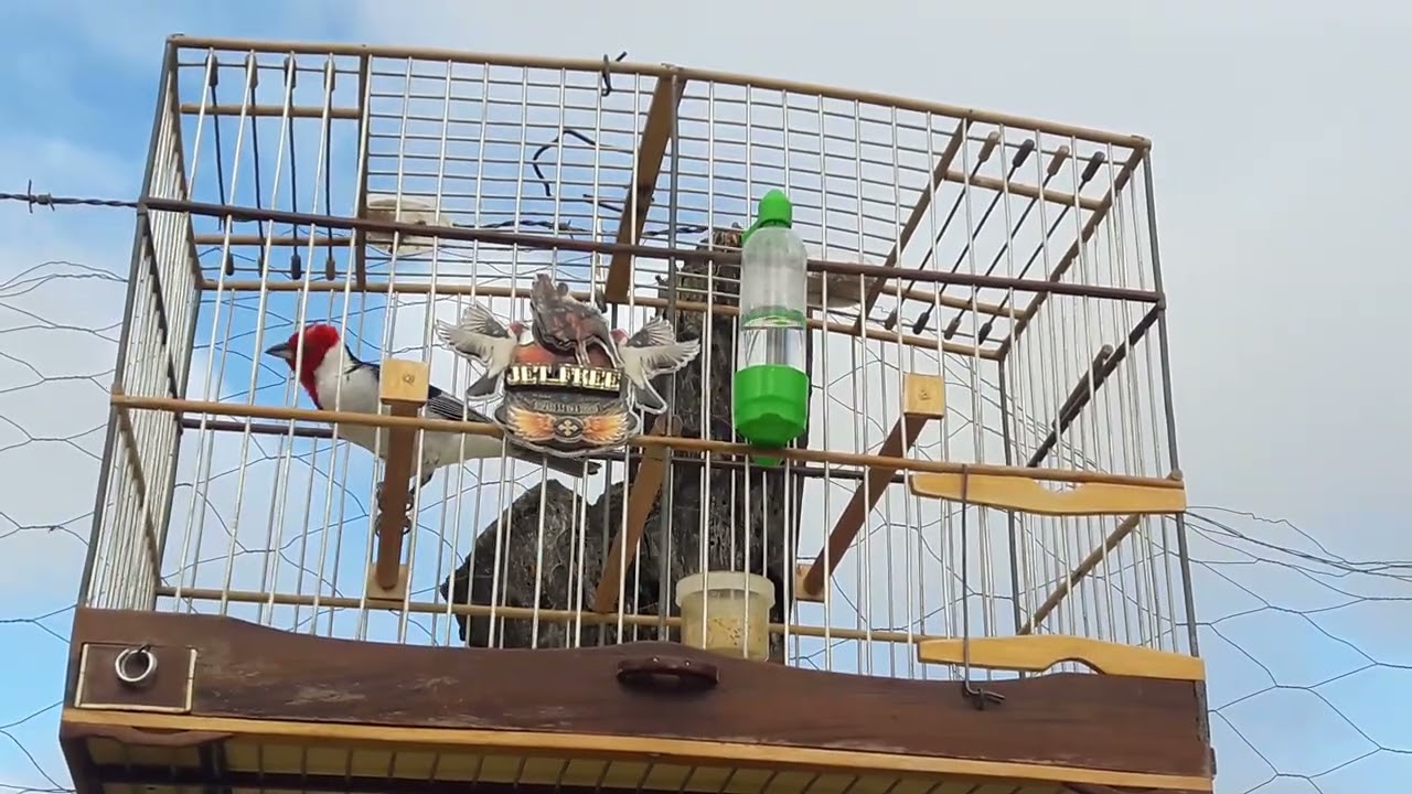 Jet Free na pegada livre 