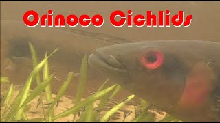 Lower Orinoco Cichlids in nature: Apistogramma , Crenicichla , Cichlasoma and Satanoperca in nature