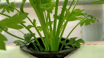 Hydroponic Celery Plant (HD2020)