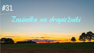W knieje odc 31.Zasiadka na drapieżniki 🦊🦝🦡📯🌿