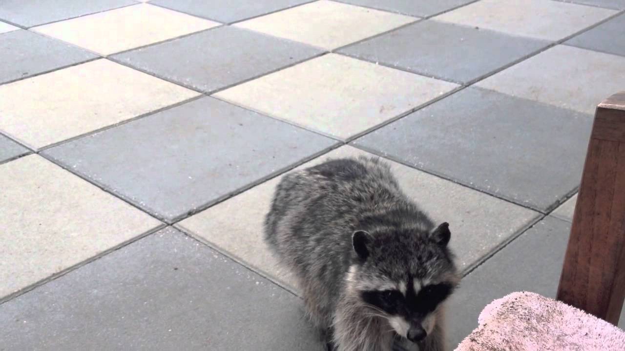 Hungry Nursing Female Raccoons YouTube