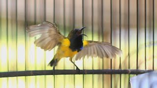 2 DETIK SAJA SOGON TROTOL EMOSI LANGSUNG NGKLEPER, PANCINGAN BURUNG SOGON NEMBAK PANJANG FULL ISIAN