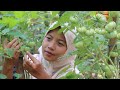 Pindang Pedas Tomat Ijo | Indahnya Hidup Di Desa