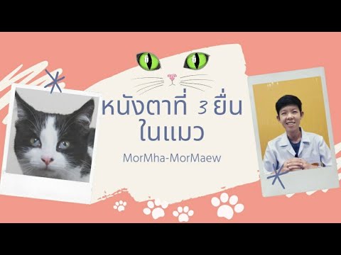 วีดีโอ: โรคตาในแมว: ภาพถ่ายอาการการวินิจฉัยและการรักษา (รวมทั้งที่บ้าน) คำแนะนำของสัตวแพทย์