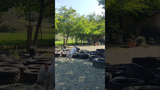 Hector The Future Of Working Bull Terriers