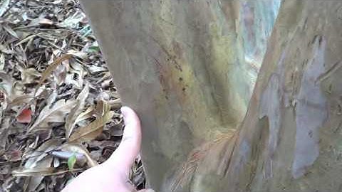 dbh Measurement for Tree with Multiple Trunks