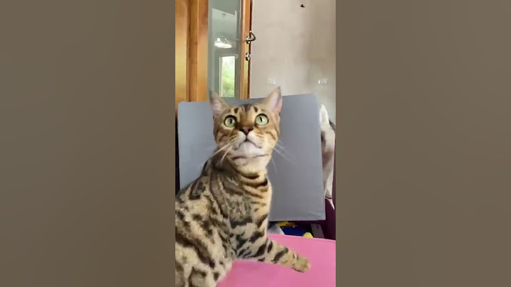 GATTO vs CANE: Chi riesce a SALTARE più in ALTO?🫢🐱👀🐶 #dog #cat #cane #gatto #dogchallenge