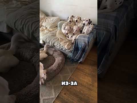 Расисты среди собак?! 🐶🐩 #животные