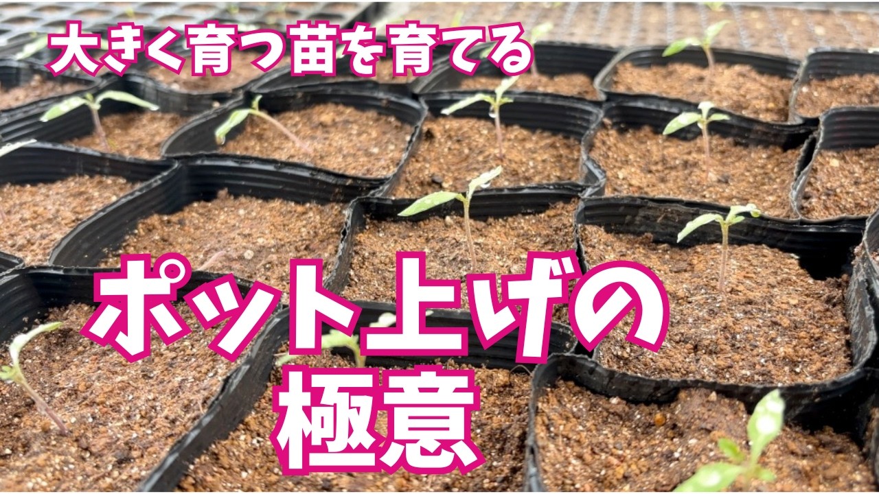 Let's grow from seed!] #Transplanting mini tomatoes into pots