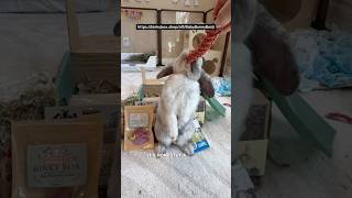 Does Your Bunny Deserve This?