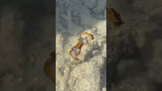 Love low tides you never know what you can come across #shorts #flatworm #invertebrates #ocean