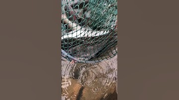 Gặp gỡ và giao lưu cùng với cần thủ tiền bối chuyên câu cá ngạnh sông đà #shorts