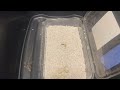 Chinese Water Dragons Hatching | Group C | Jan, 6th, 2026