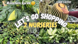 Monstera Aurea, Hoya, GIANT Cactus & more| Plant Shopping