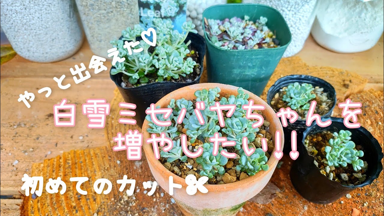 多肉】白雪ミセバヤを増やしたい!初めてのカット✄【succulent】I want