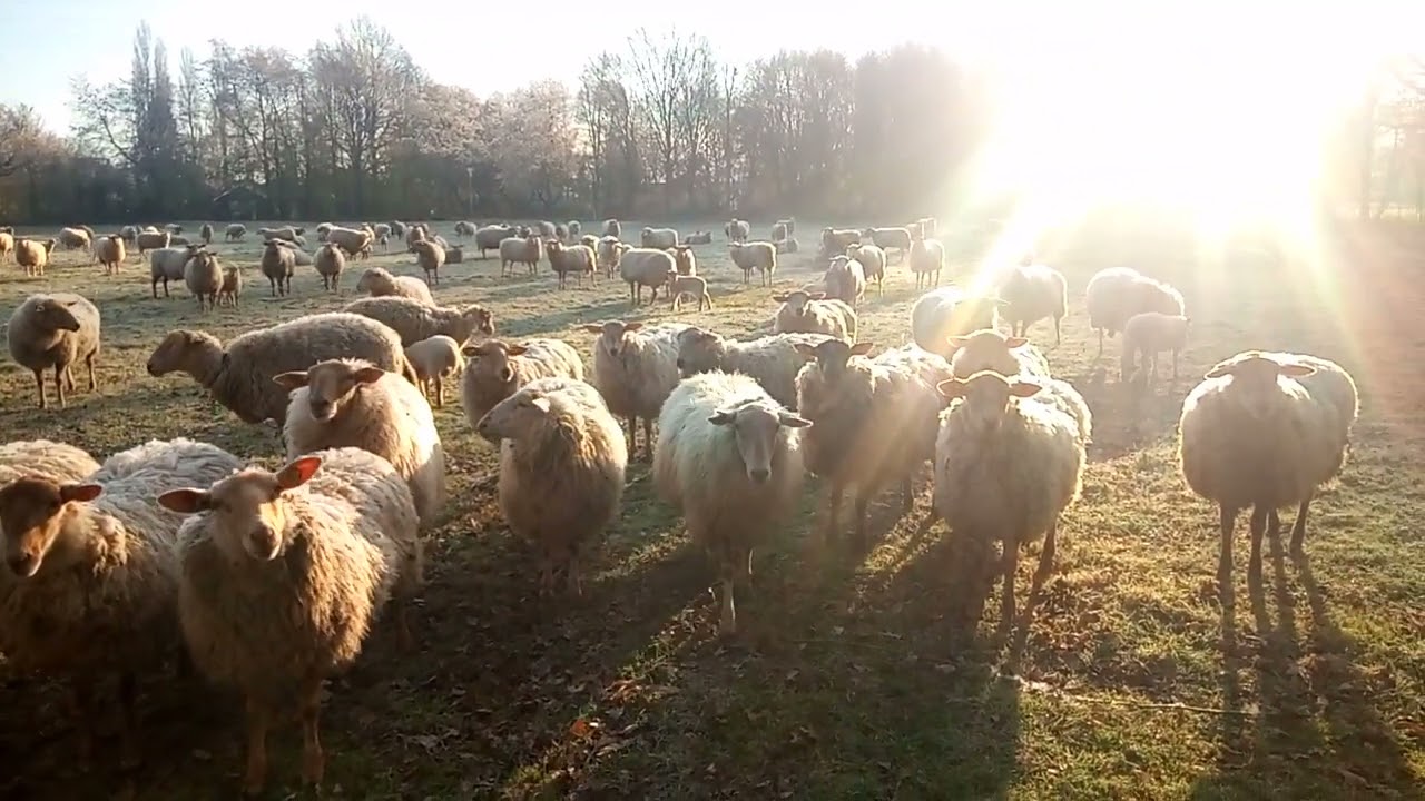 Ochtendstond Stadspark Staddijk