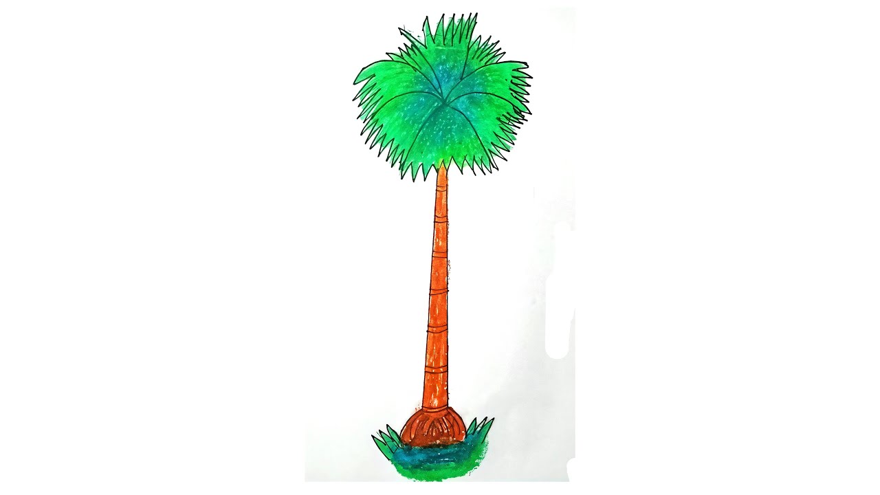 Palm Tree Drawing and Colour || Palm tree drawing with pencil JH Drawing Academy
