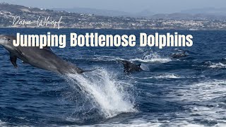Jumping Bottlenose Dolphins | Dana Point