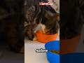 Gatos e Comida: O que Pode e o que Não Pode! #dicasparagatos #saúdeanimal #gatos #cat s #cutecat