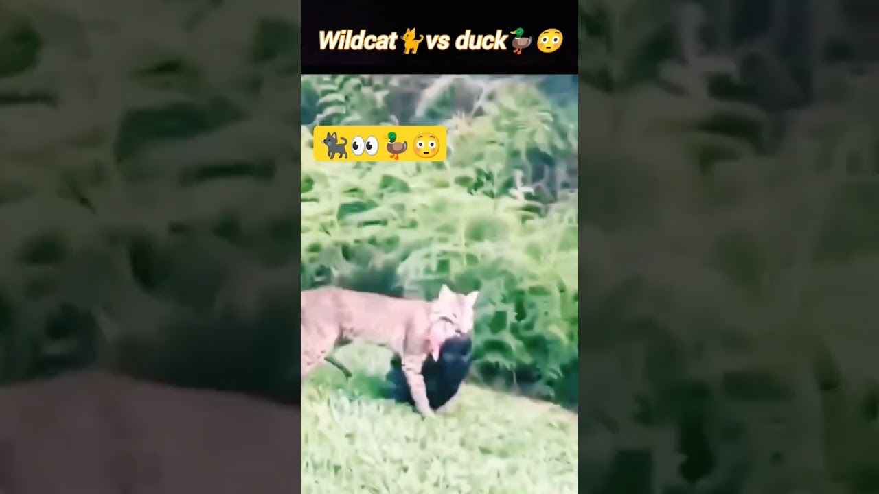cat🐱vs duck🦆 | bobcat hunting the duck | wildcat attacks duck | 