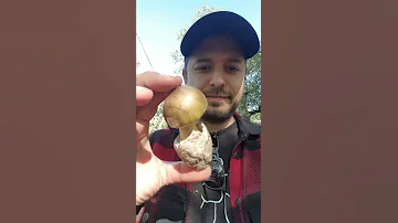 Taste and spit test of Amanita phalloides