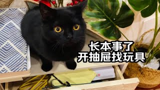 逮到一只翻抽屉偷东西的猫仔