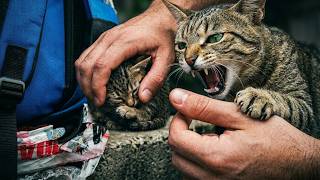 I Tried to Save Her Sick Kittens... She Attacked Me!