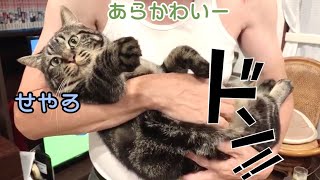 巨大たぬき猫と家に1人でお留守番している父が好き勝手しています…