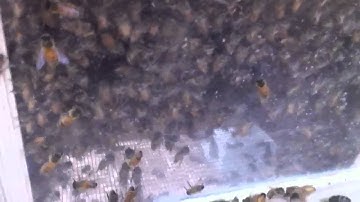 Top bar hive observation window