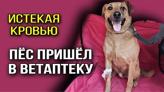 Бездомный пёс пришёл за помощью в ветаптеку, истекая кровью