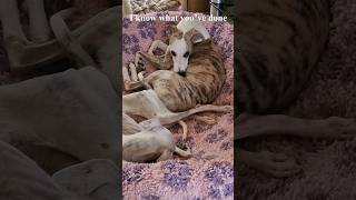 Whippet Facial Expressions