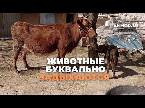 Why Is Uzbekistan at Risk of Losing Its Pastures? #Climate #ClimateChange