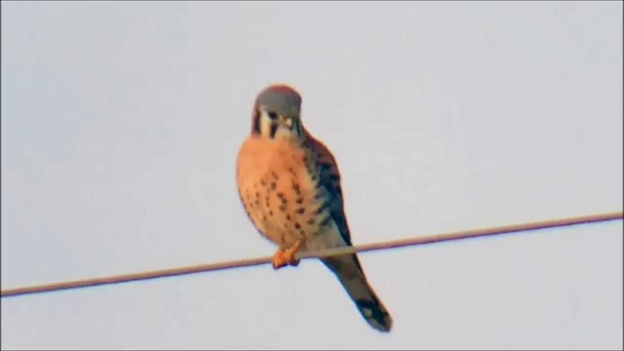 kestrel weather American Kestrel