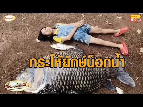 Prachin Buri residents in shock: Giant Siamese carp weighing nearly 100 kg dies from water shock