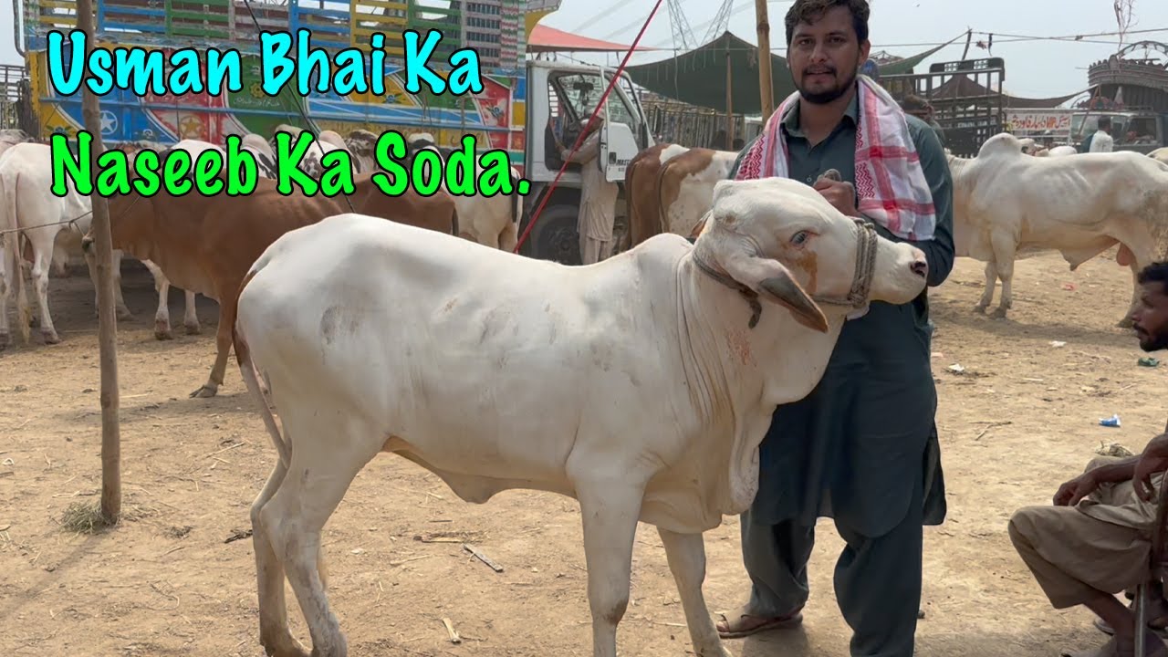 Pindi Say Aye Usman Bhai Rizwan Bhai Ka Naseeb Ka Soda @SSTvs - YouTube