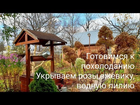 Укрываем розы, ежевику, водную лилию-готовимся к похолоданию/Дождь и ужин