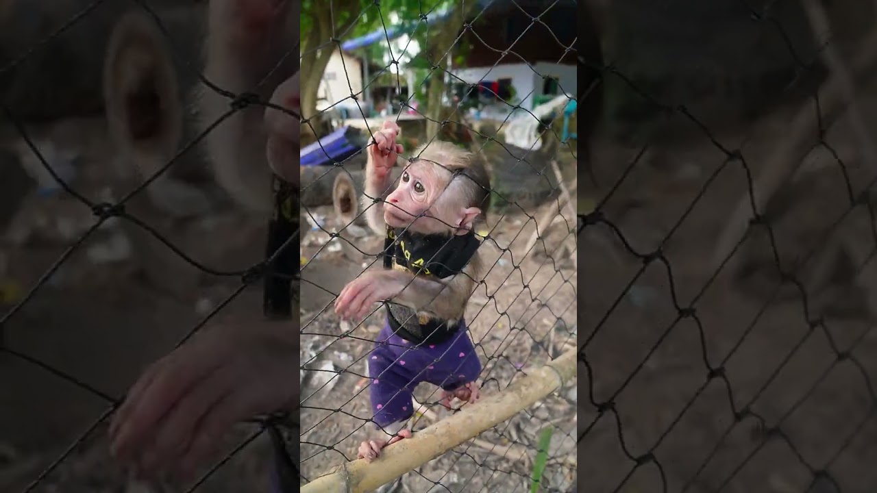 Good Time Playing Aroy and Jooy Monkey They Are Very Happy