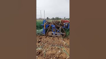 Green Onion Harvesting Process - Unique tools to boost efficiency and streamline work