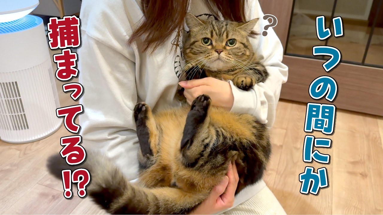 絶対に捕まらないツンデレ猫を抱っこする方法をお教えします！