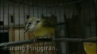 Pancingan burung Cikrak Bambu agar cepat bunyi