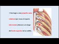 Arterias inercostales