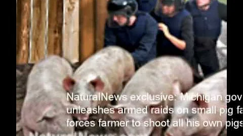 michigan pig farmer forced to kill all his livestock.avi