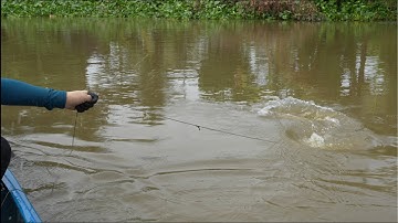 1739 / Giăng câu cá tra bến sông nhà