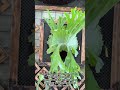 Wandae dc frame 100x100 dengan shied rapi dan fertil menjuntai indah🤩✅ #bltgarden #plants