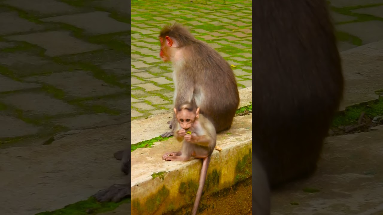 The Adventures of Monkey McBanana: Superhero of the Jungle