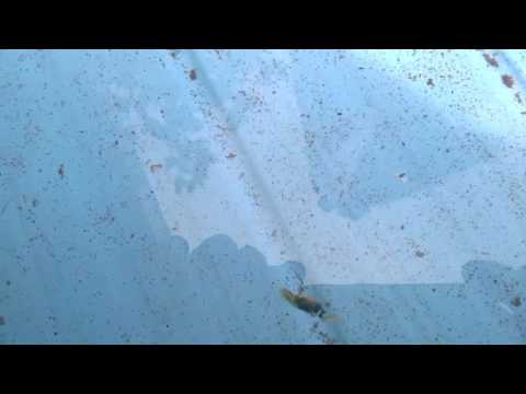 Bloodworms swimming