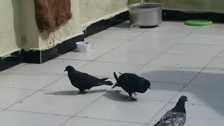 Sahjanpuri Kabutar Sa Pigeons Gondal